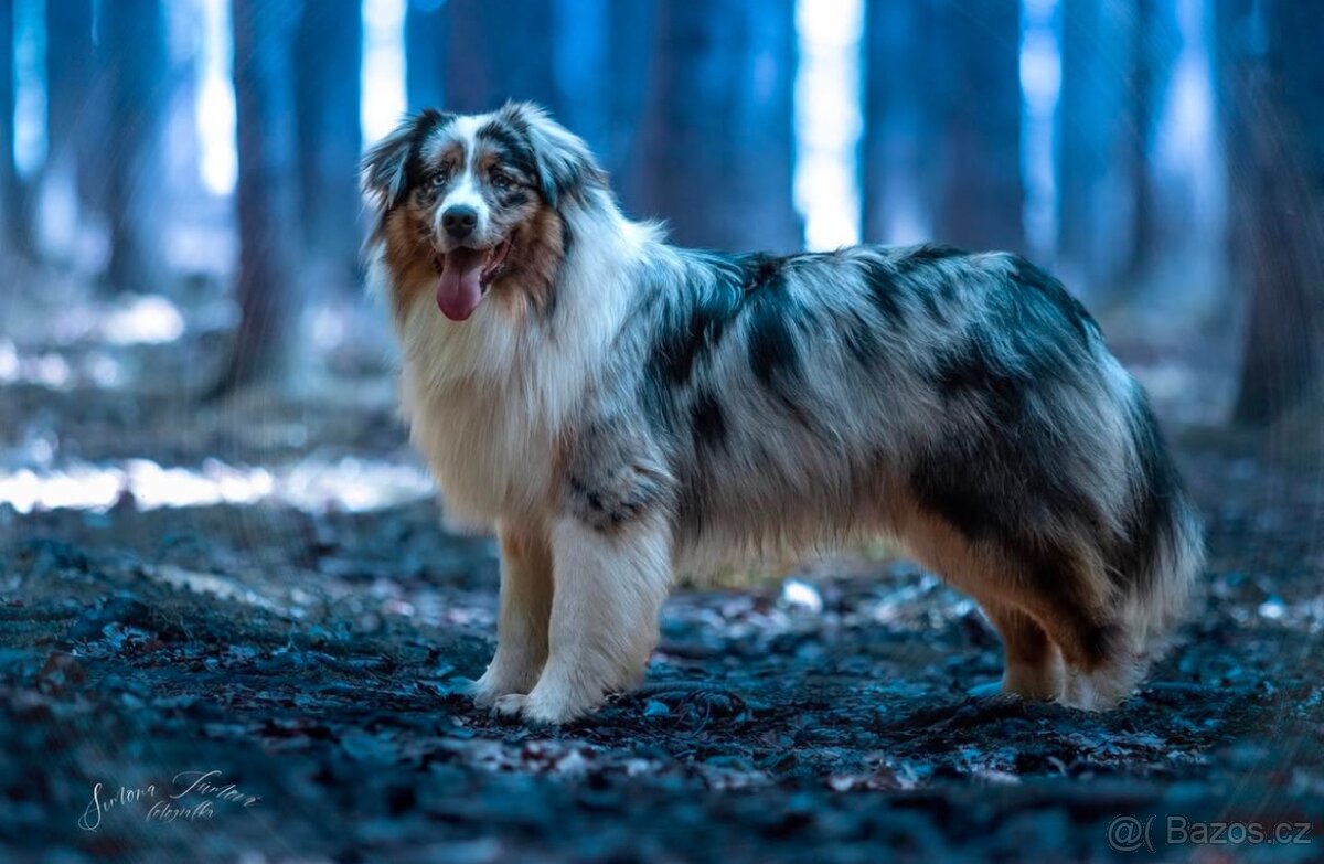 Krytí chovným psem Australský ovčák - 5