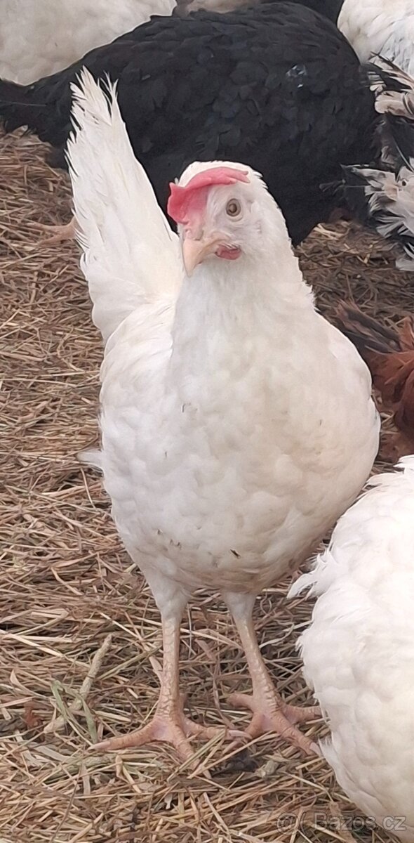 Kurice, slepice, nosnice - 5