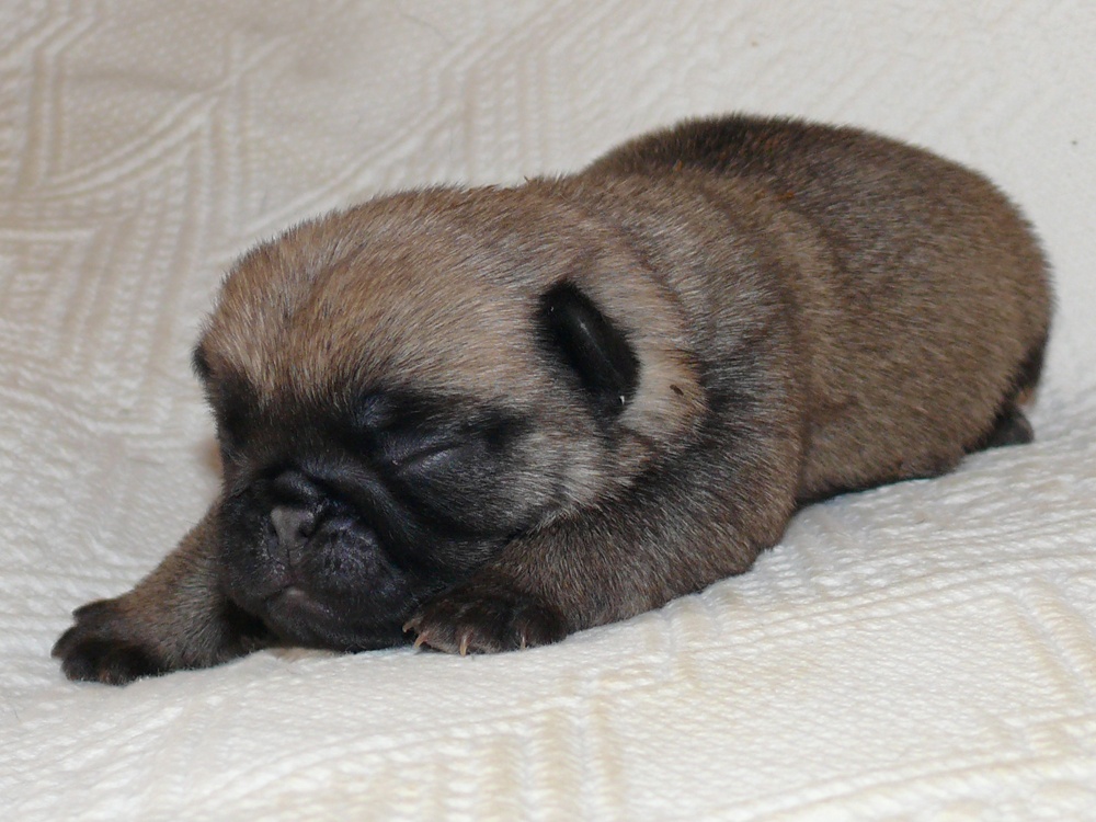 Mops - Štěňátka - 5