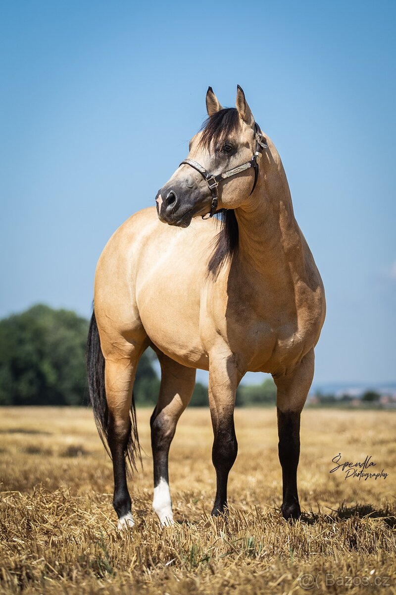 Připouštění QH hřebcem 7 panel N/N - 5