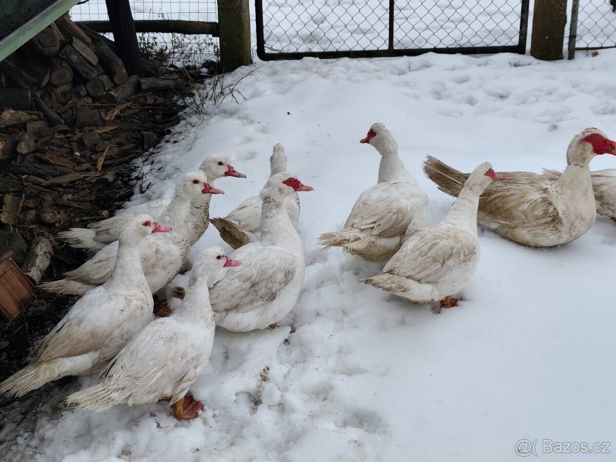 Kachna pižmová - 5