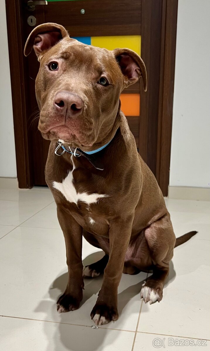 americký stafordšírský teriér - 5