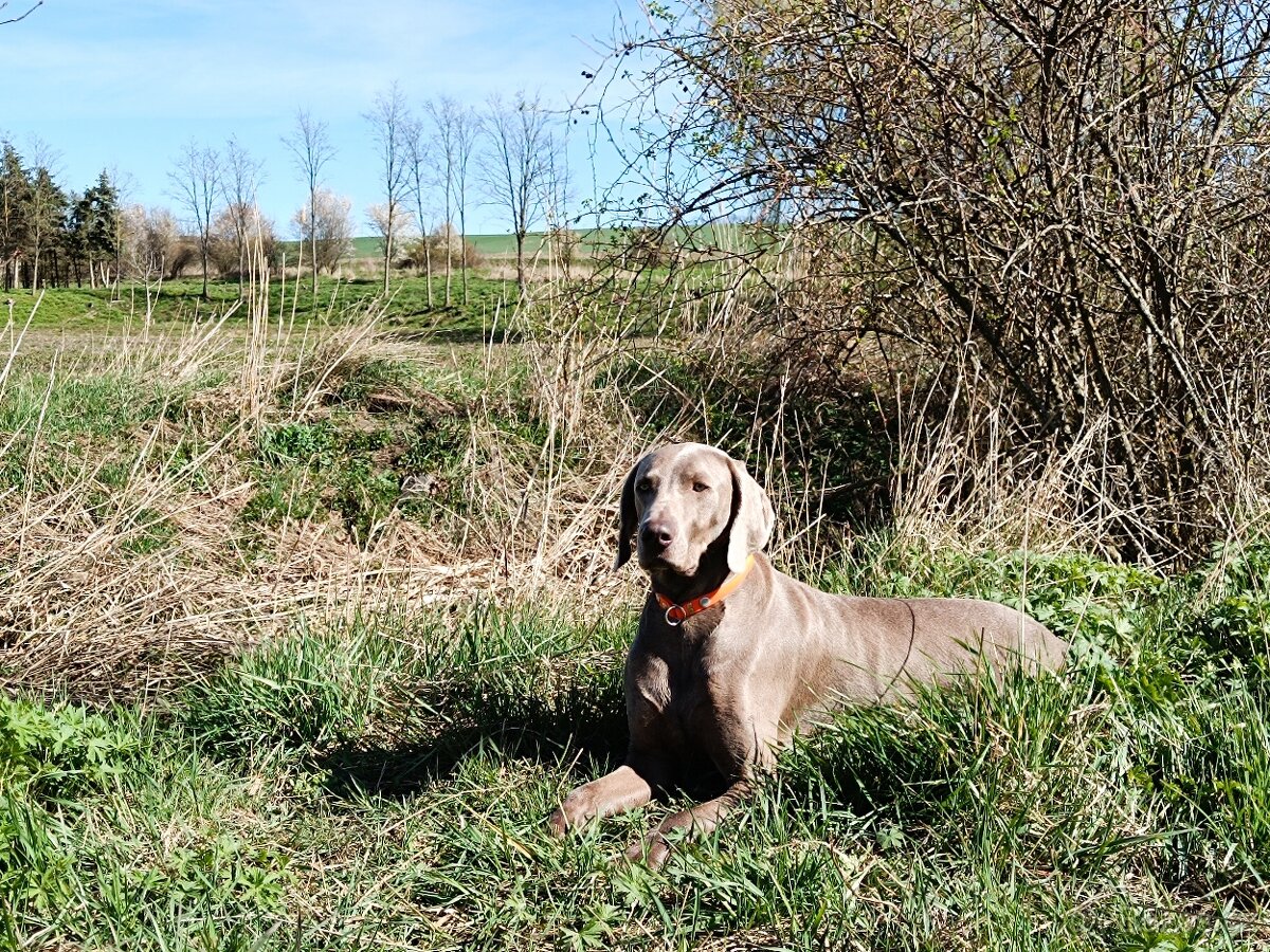 Štěňata výmarského ohaře - 5