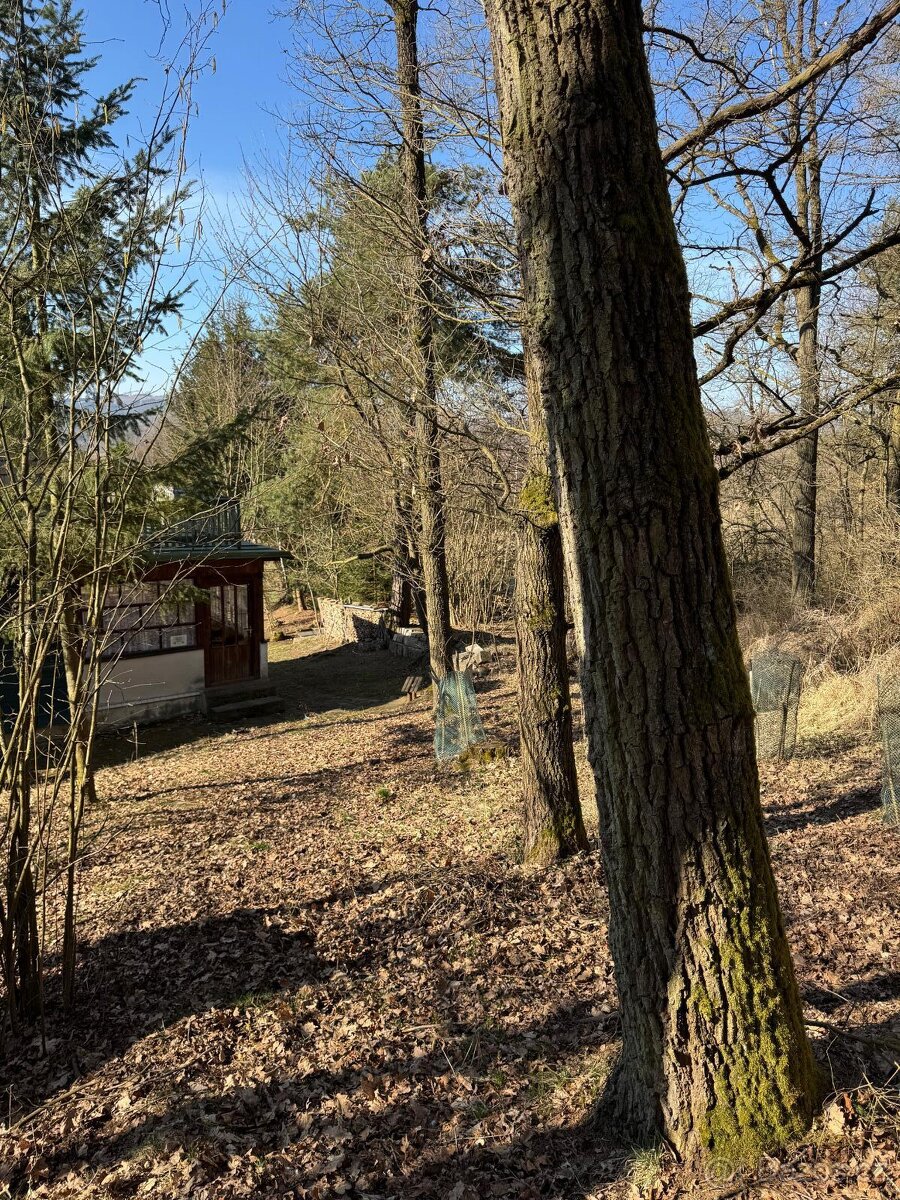 Prodám lesní pozemek v k.ú. Mrákotín u Telče, p.č. 1984 - 5