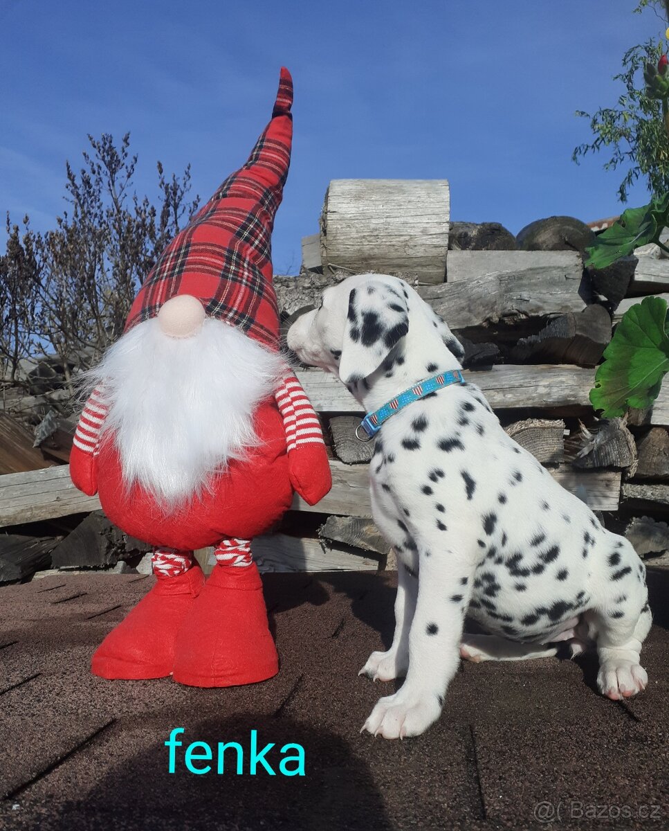 Dalmatin již k odběru - 5