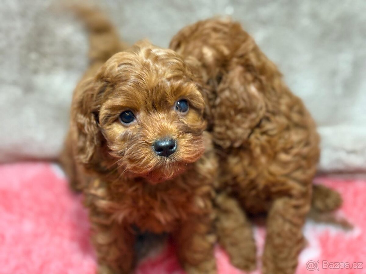Cavapoo - 5