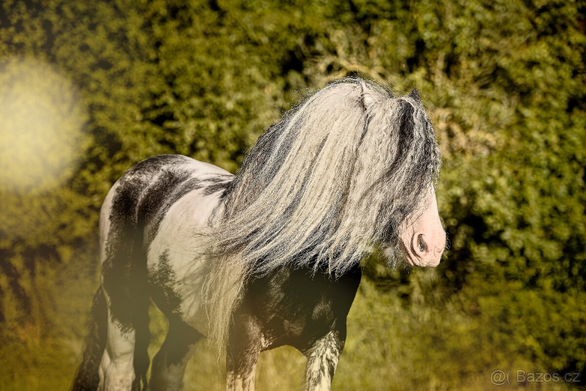 Irský cob připouštění - 5