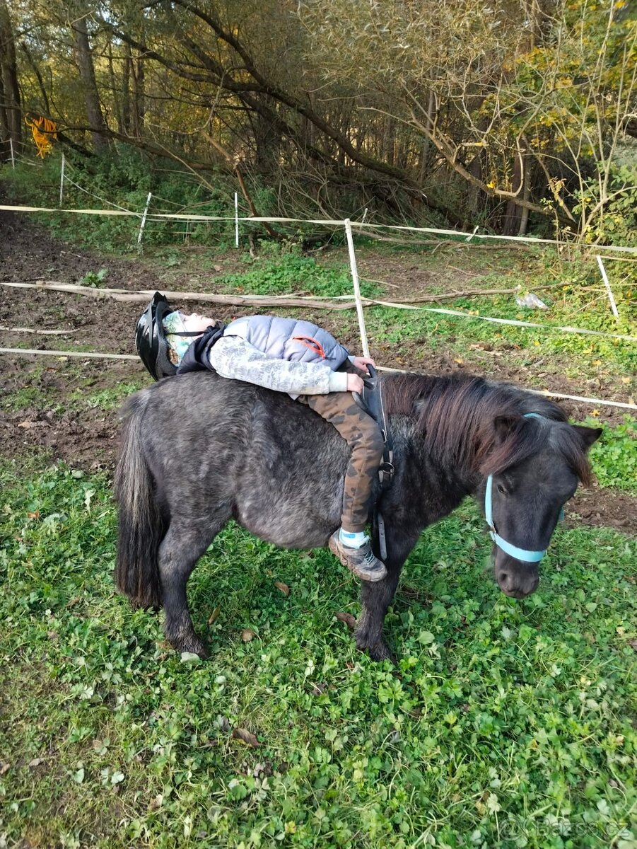 Prodám Shetlandskeho poníka s pp - 5