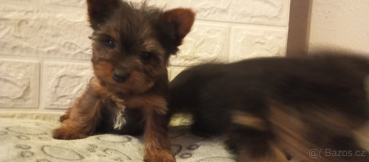 Jorkšírský teriér - 5