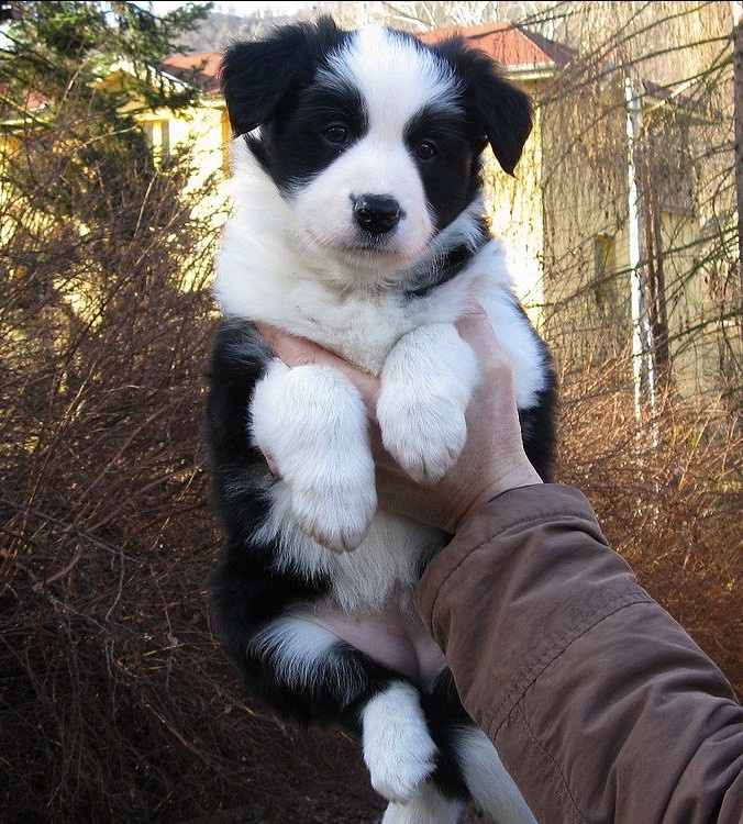 Štěňata border kolie s PP - již k odběru - 5