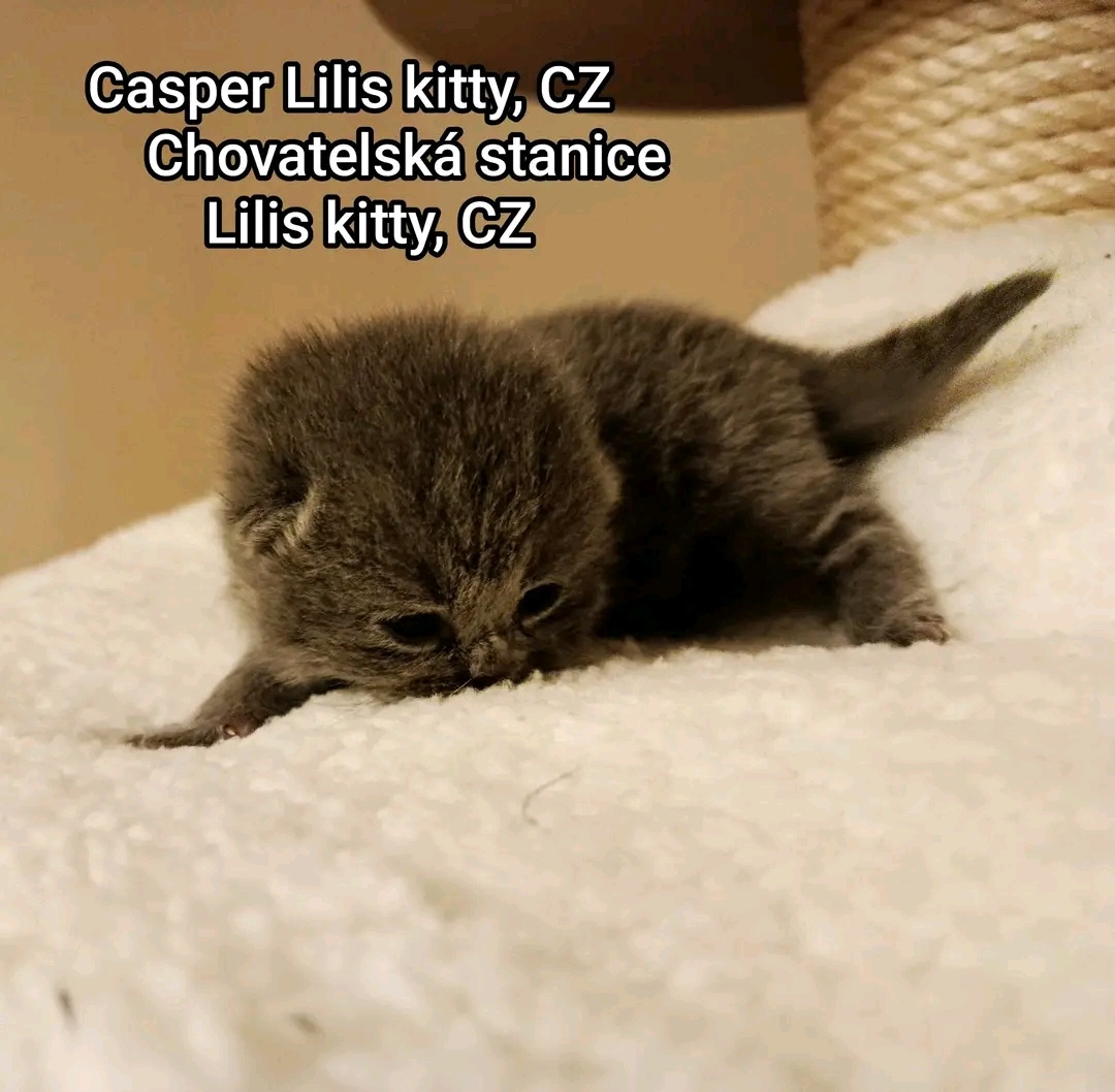 Britska modrá krátkosrstá koťátka - 5