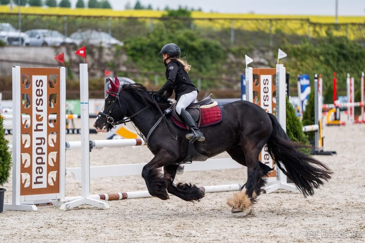 Skvělý PONY B (irský cob do sportu) PRODEJ, výkonnost SP - 5