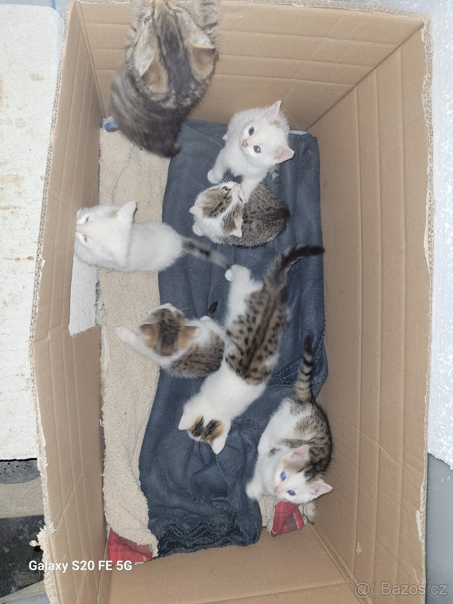 Koťata - 5