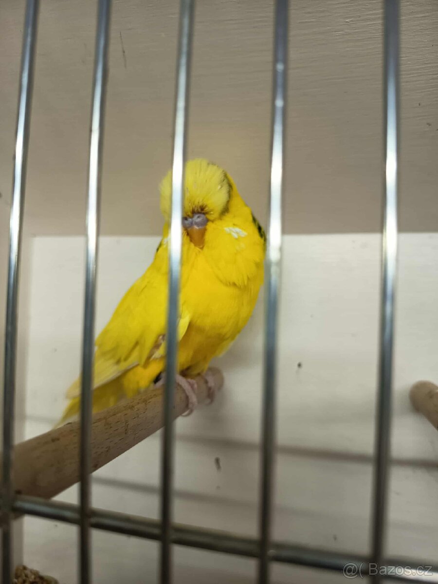 Andulky výstavní - samci - 5