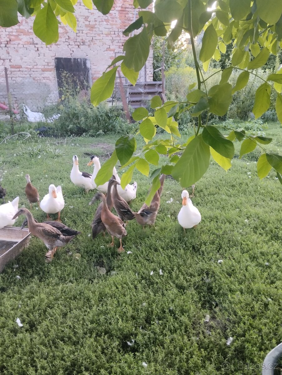 Kachny, kachny a kachny - 5