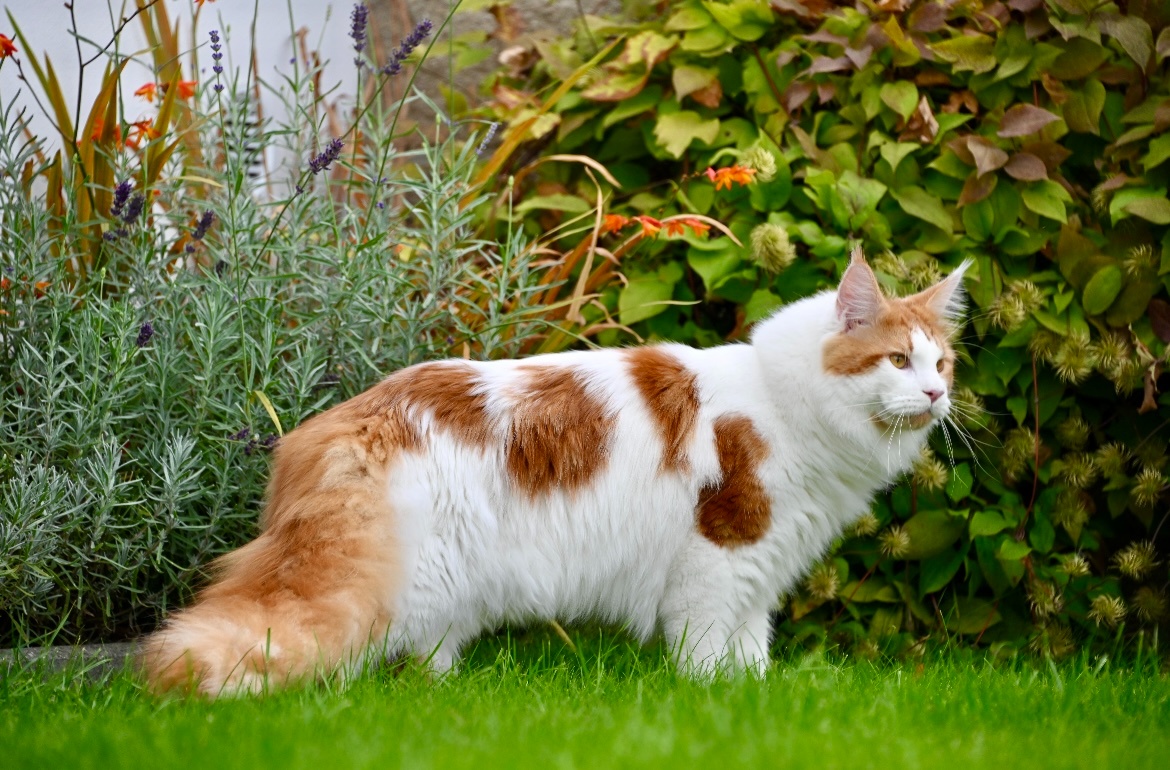 Mainská mývalí krytí - kocour s PP - 5