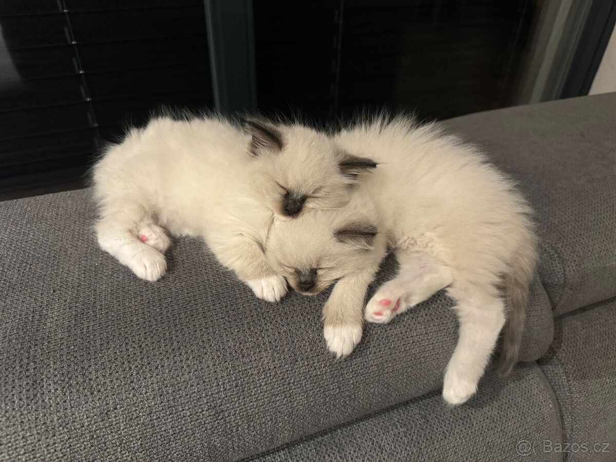 Ragdoll koťátka - 5