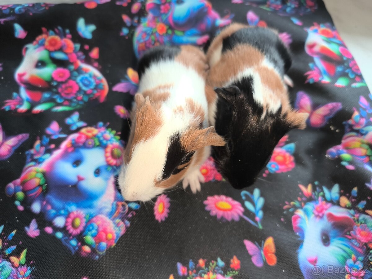 Morčeci miminka - 5