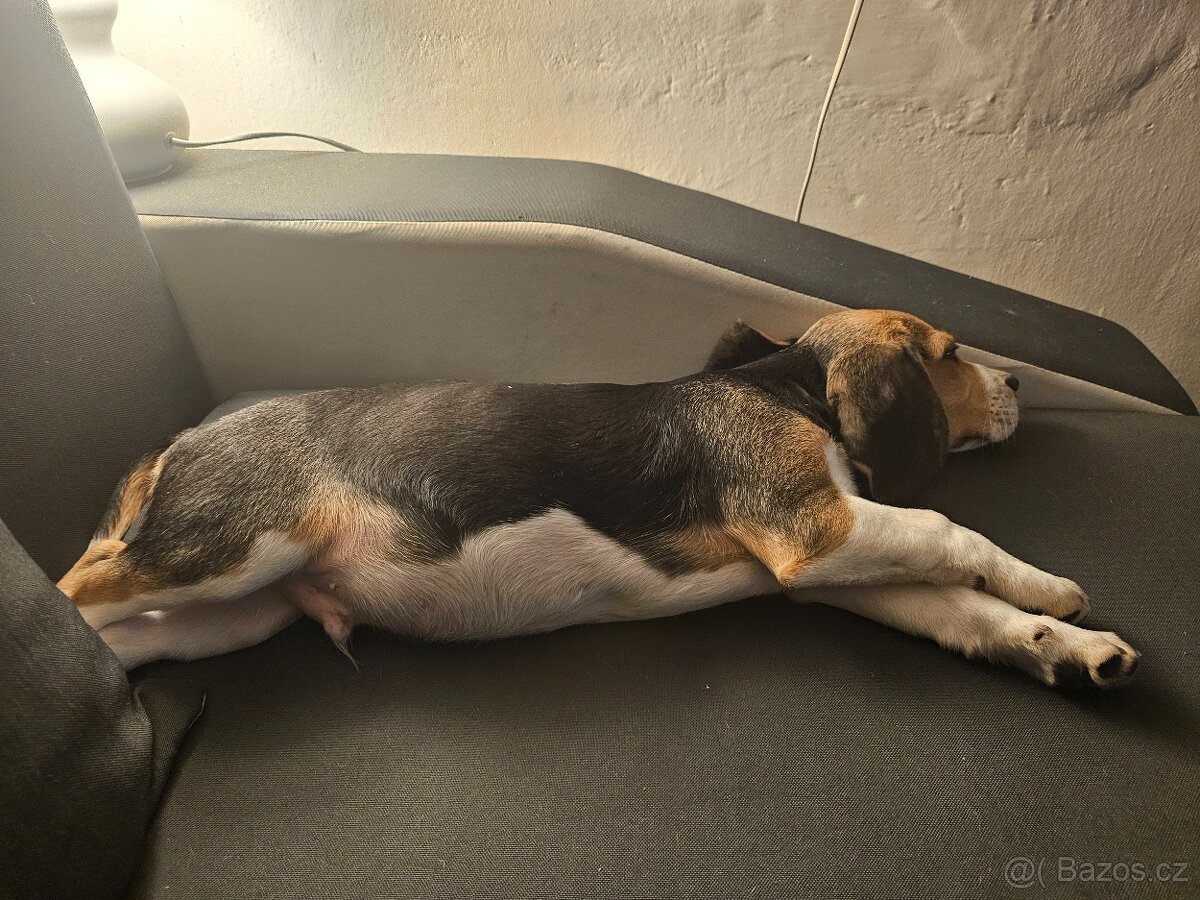Štěně Bígl - 5