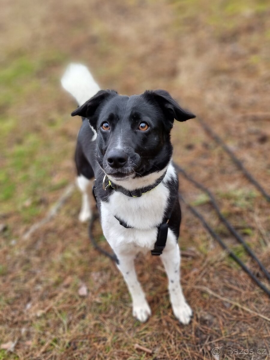 ARIELL K ADOPCI - přátelský vděčný mazel - 5