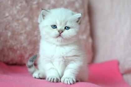 Britská colorpoint koťátka s PP k rezervaci - 5