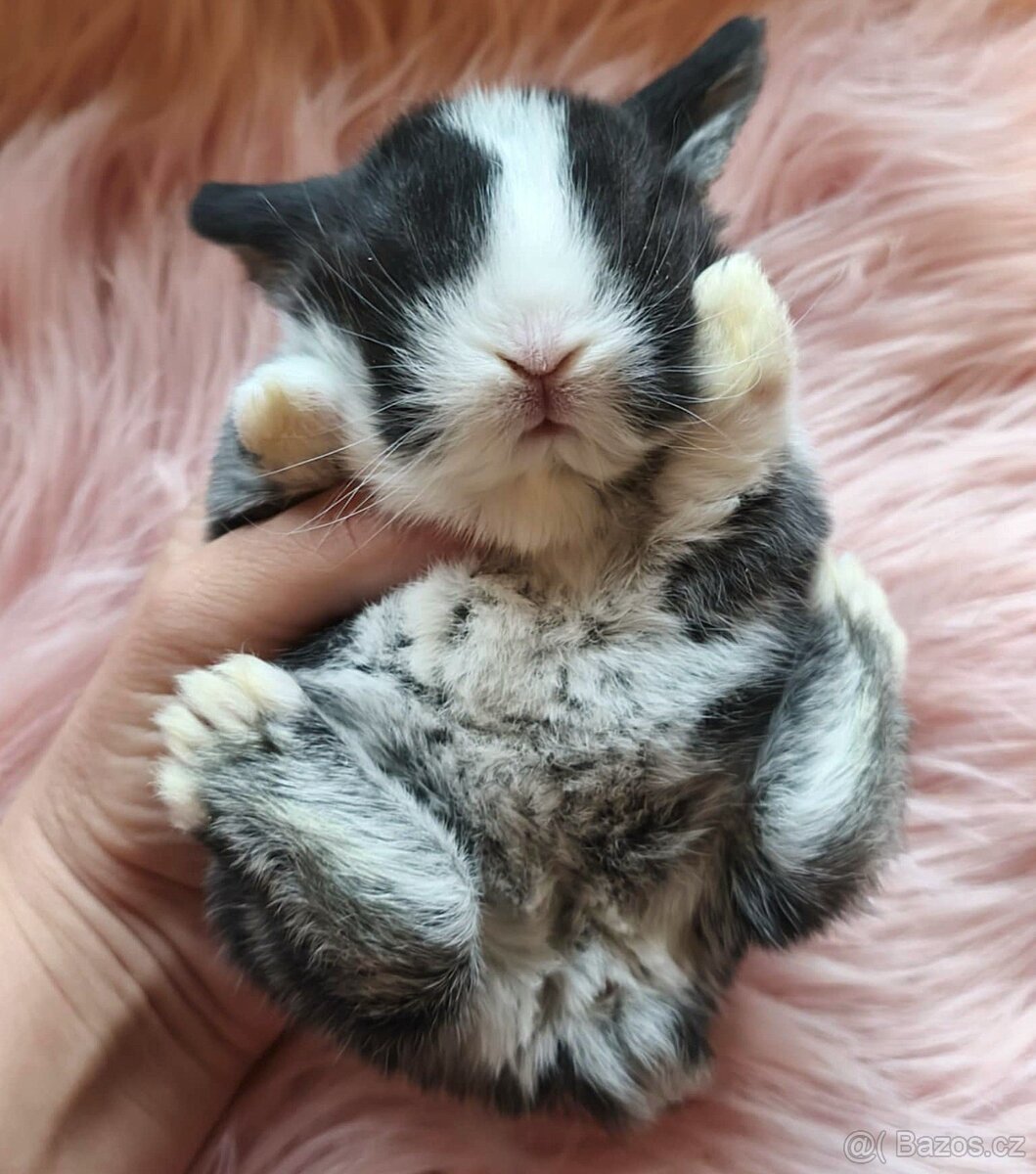 Krásní, vymazlení minilop králičci - 5