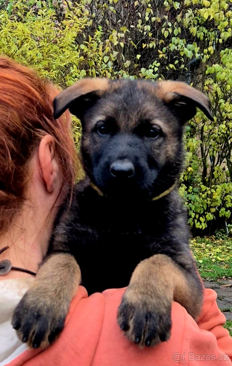 Německý ovčák štěňata s PP černá a vlkošedá - 5