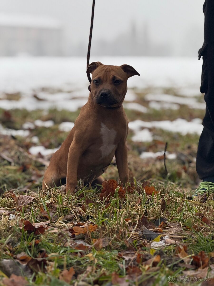 Americký stafordšírský teriér - 5