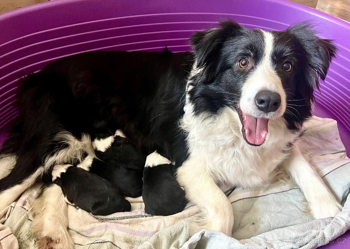 Border Kolie s PP - černobílé fenečky a jeden pejsek - 5