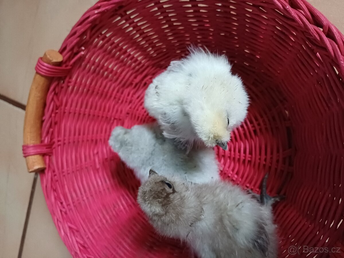 Prodám kuřátka hedvábničky - 5