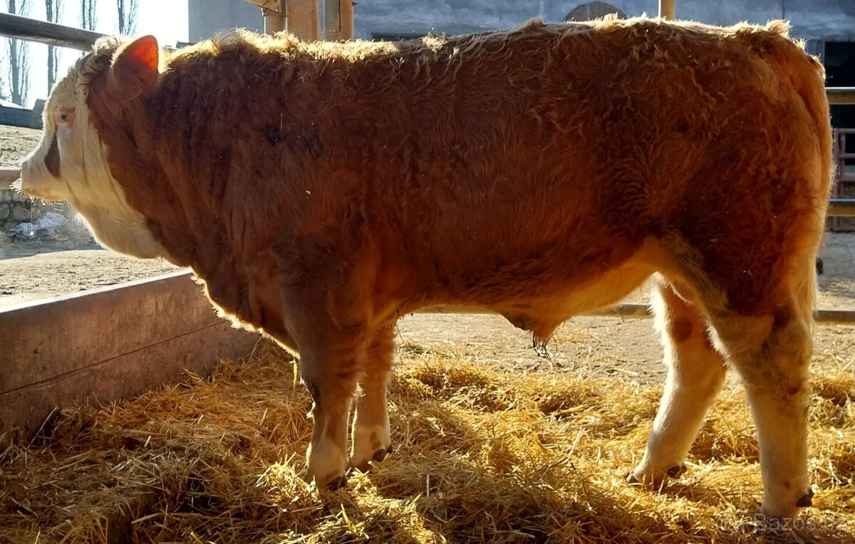 Možnost rezervace plemenných býků masný simentál - 5