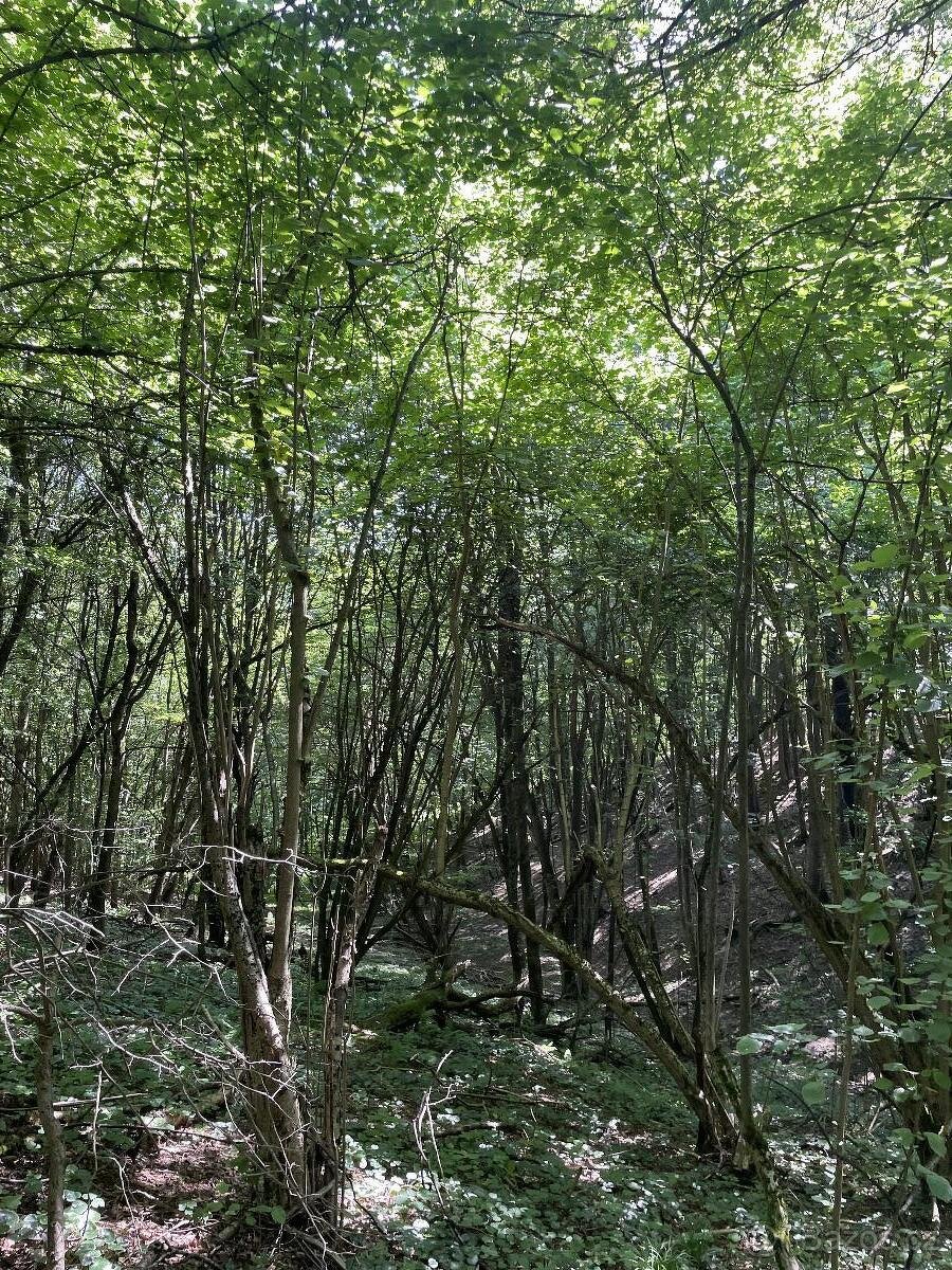 Prodám lesní pozemek v k.ú. Valašská Polanka - 5