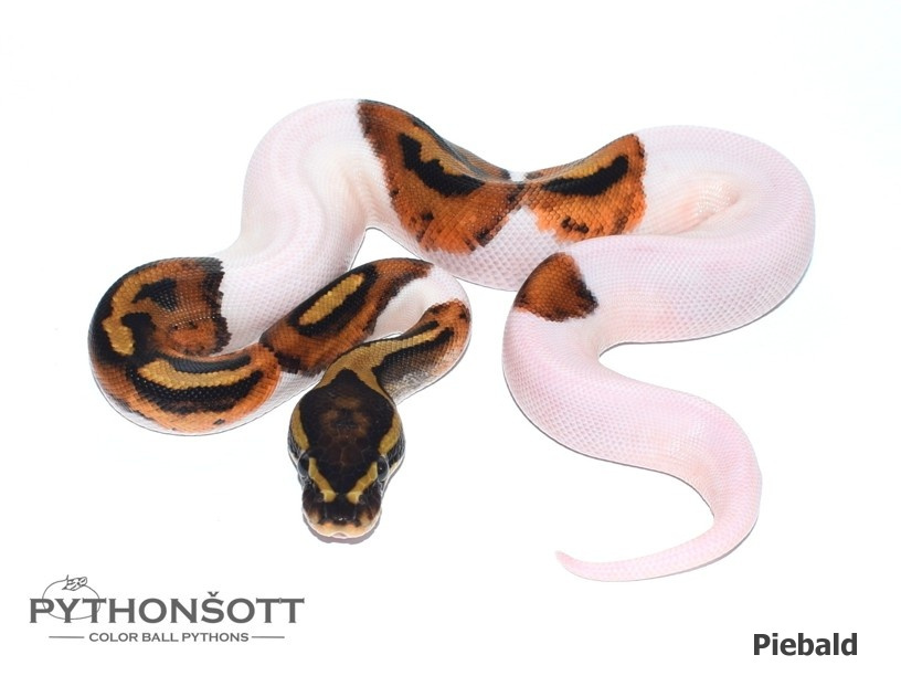 AKTUALIZOVANÁ NABÍDKA MLÁĎAT KRAJTY KRÁLOVSKÉ - 5