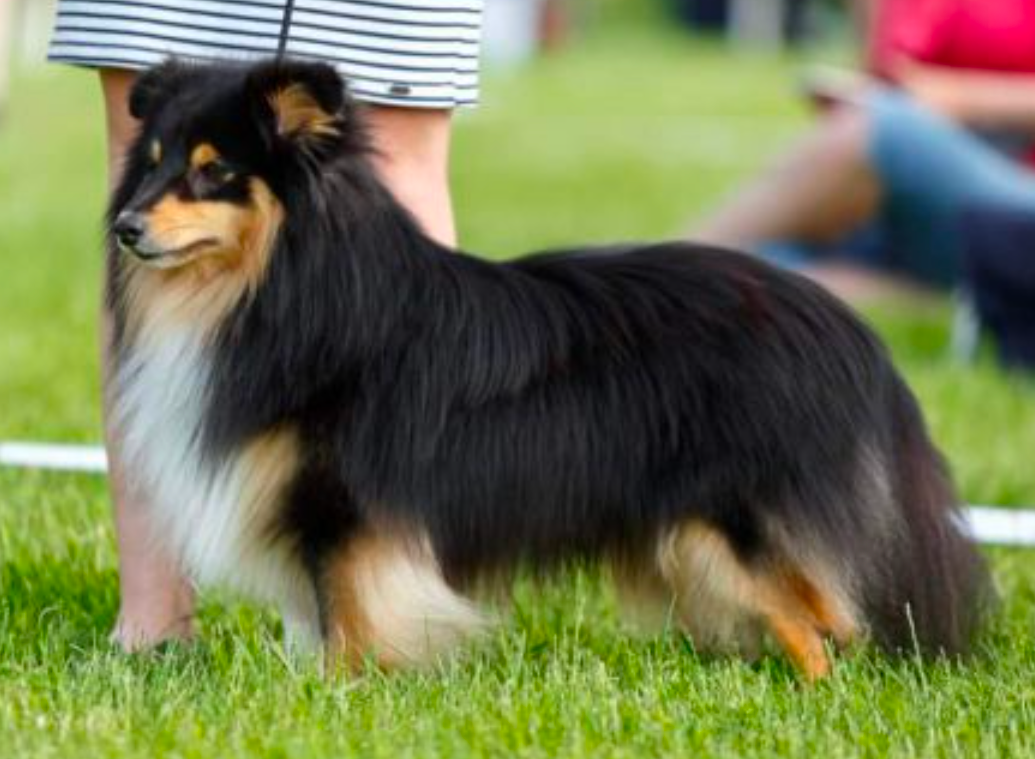 Sheltie - Šeltie - 5