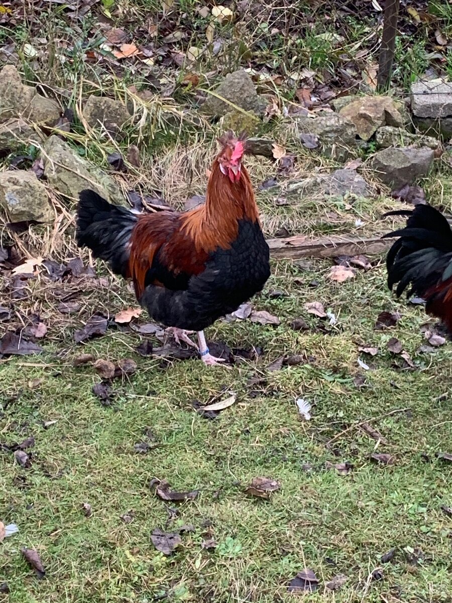 Násadové vejce slepic Sulmtaler - 5