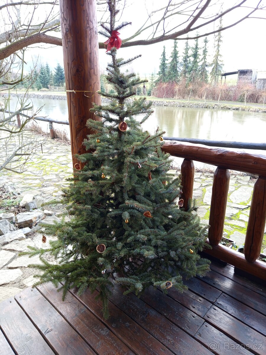 Vánoční stromky jedle smrk stříbrný - 5