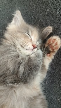 KOŤÁTKA MAINSKÁ MÝVALÍ - 5