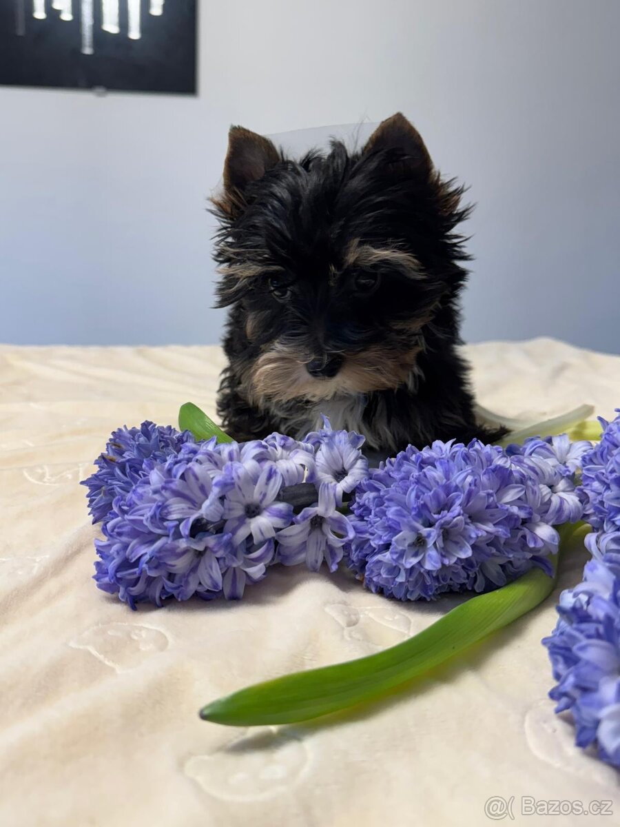 Jorkširský teriér - 5