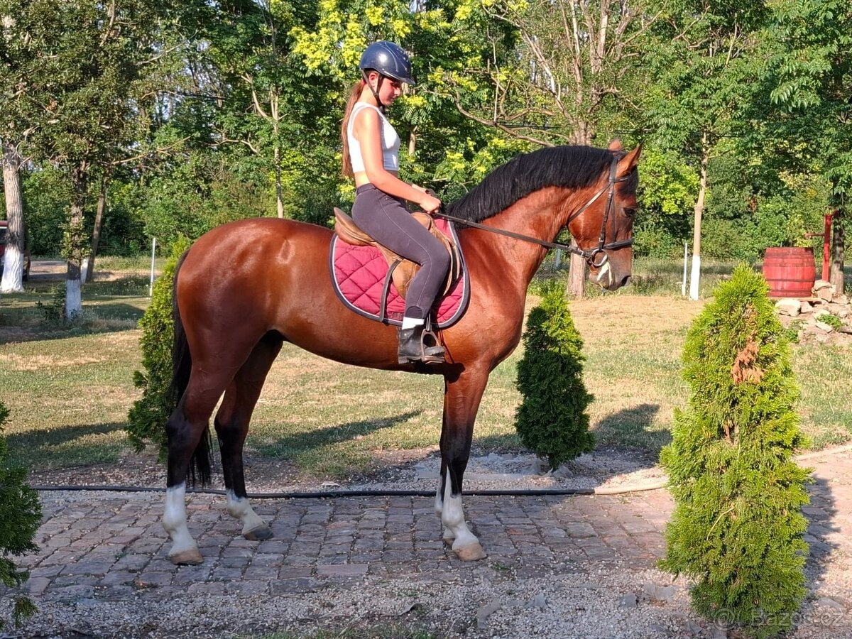 3,5 letý hřebec - 5