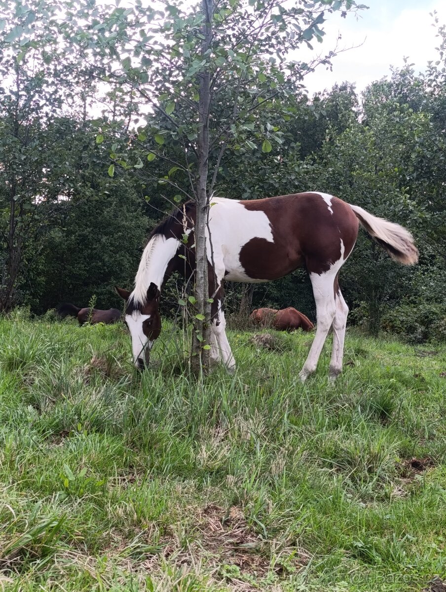 APH hřebeček s Andělem na hlavě - 5