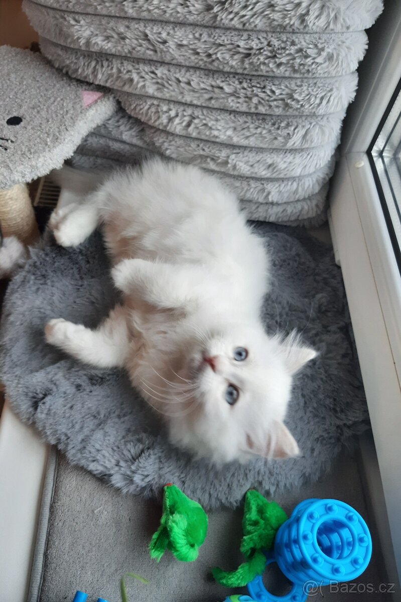 Prodám koťata Ragdoll bez PP - 5