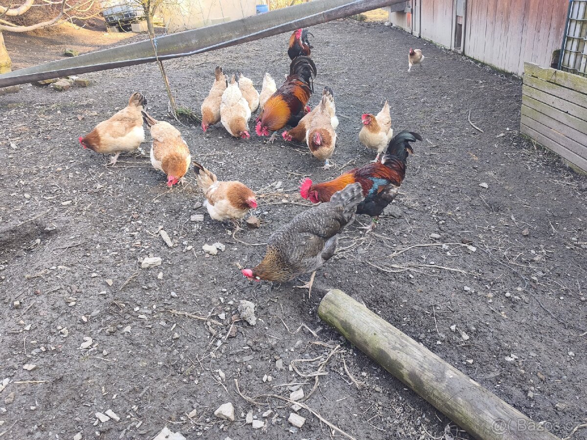 Maranska pšeničná - 5