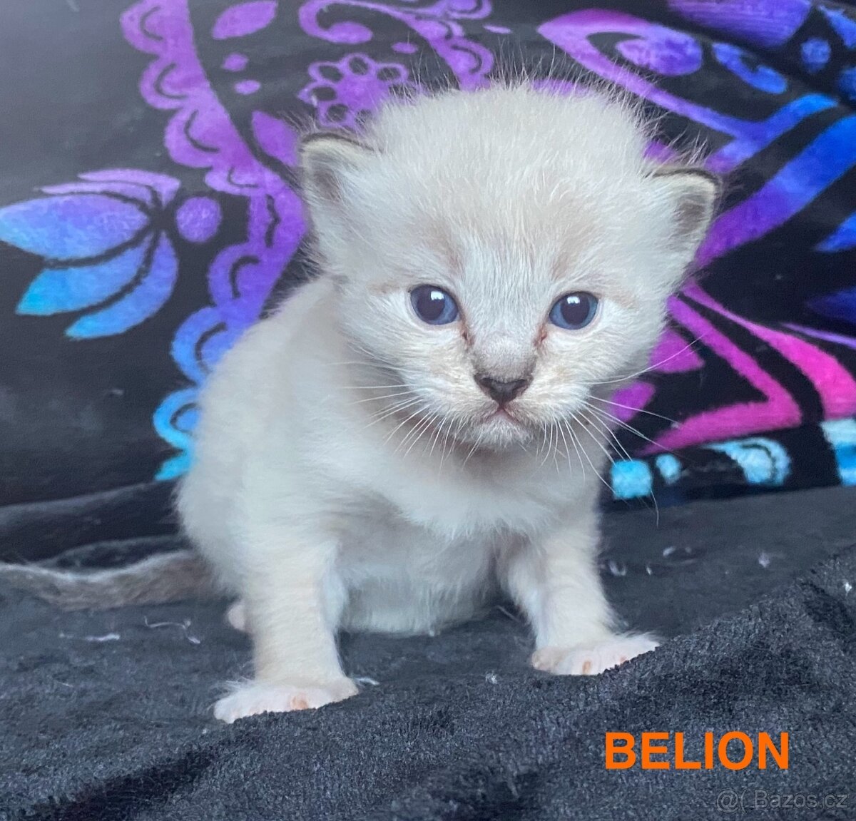 Ragdoll koťata s PP (FIFE) - 5