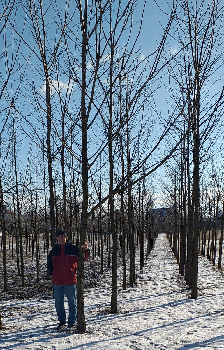 Ořech černý sazenice."Orech čierny - Kotora" - 5