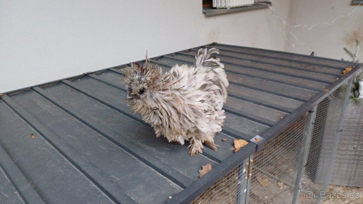 Hedvábnička kohout - 5