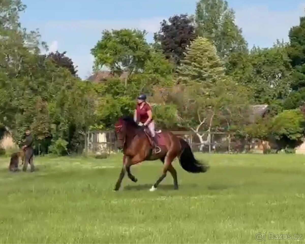 10letý valach kwpn - 5