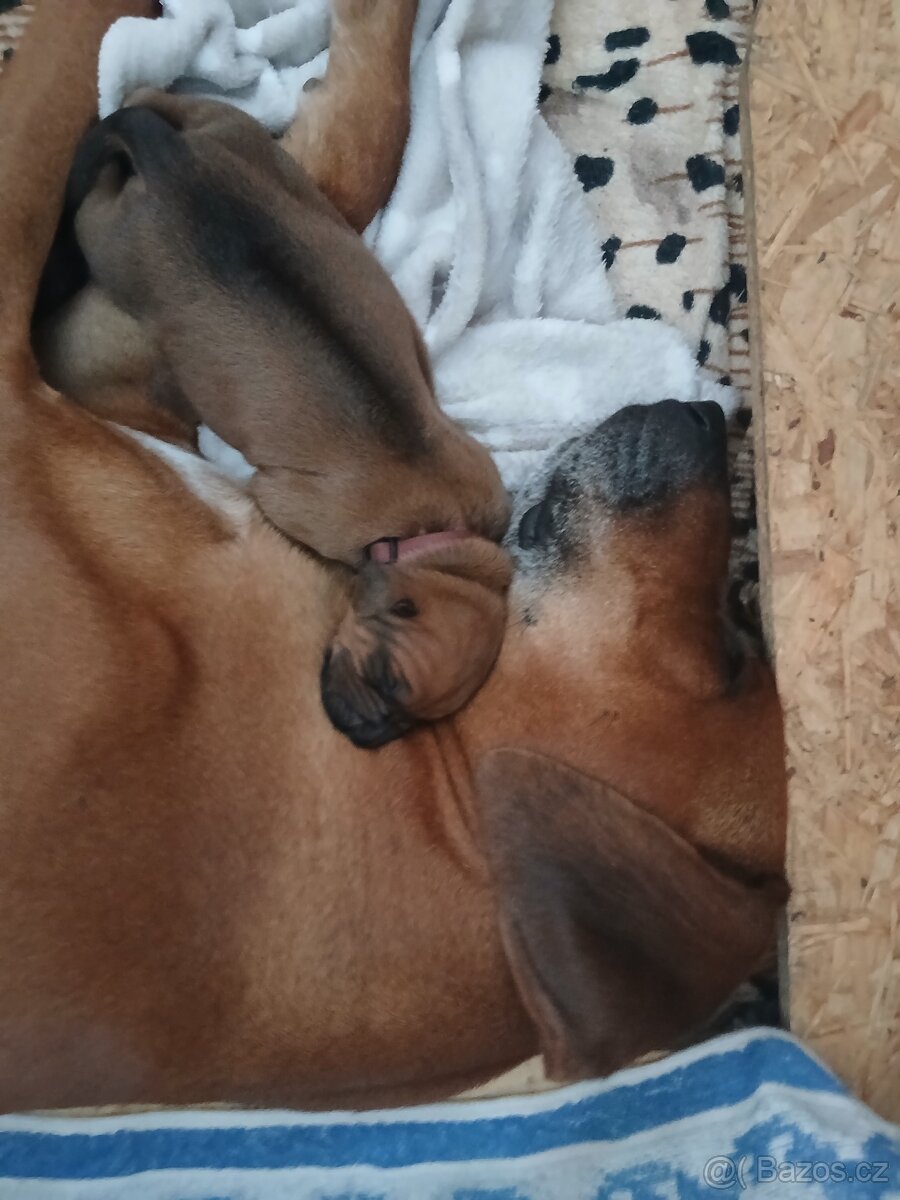 Rhodeský ridgeback - 5