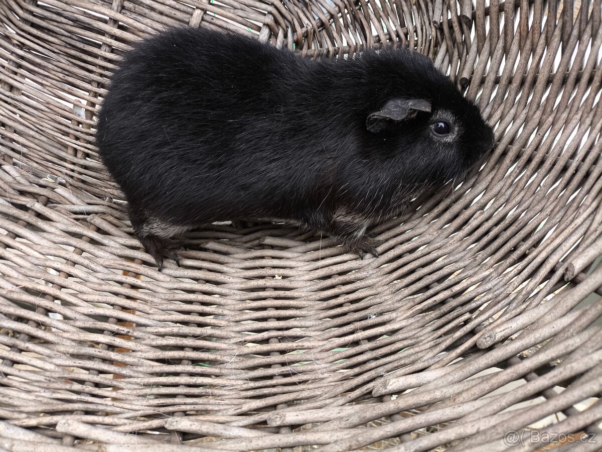 Cuy morcata a klasická morčata - 5