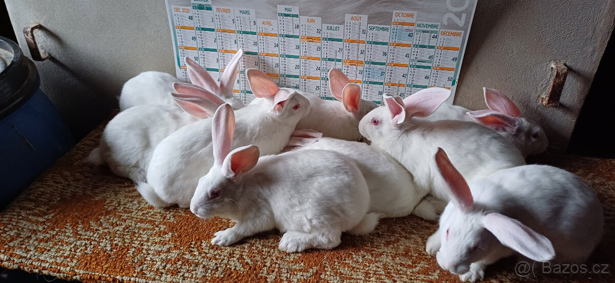 FRANCOUZSKÁ HYLA - 5