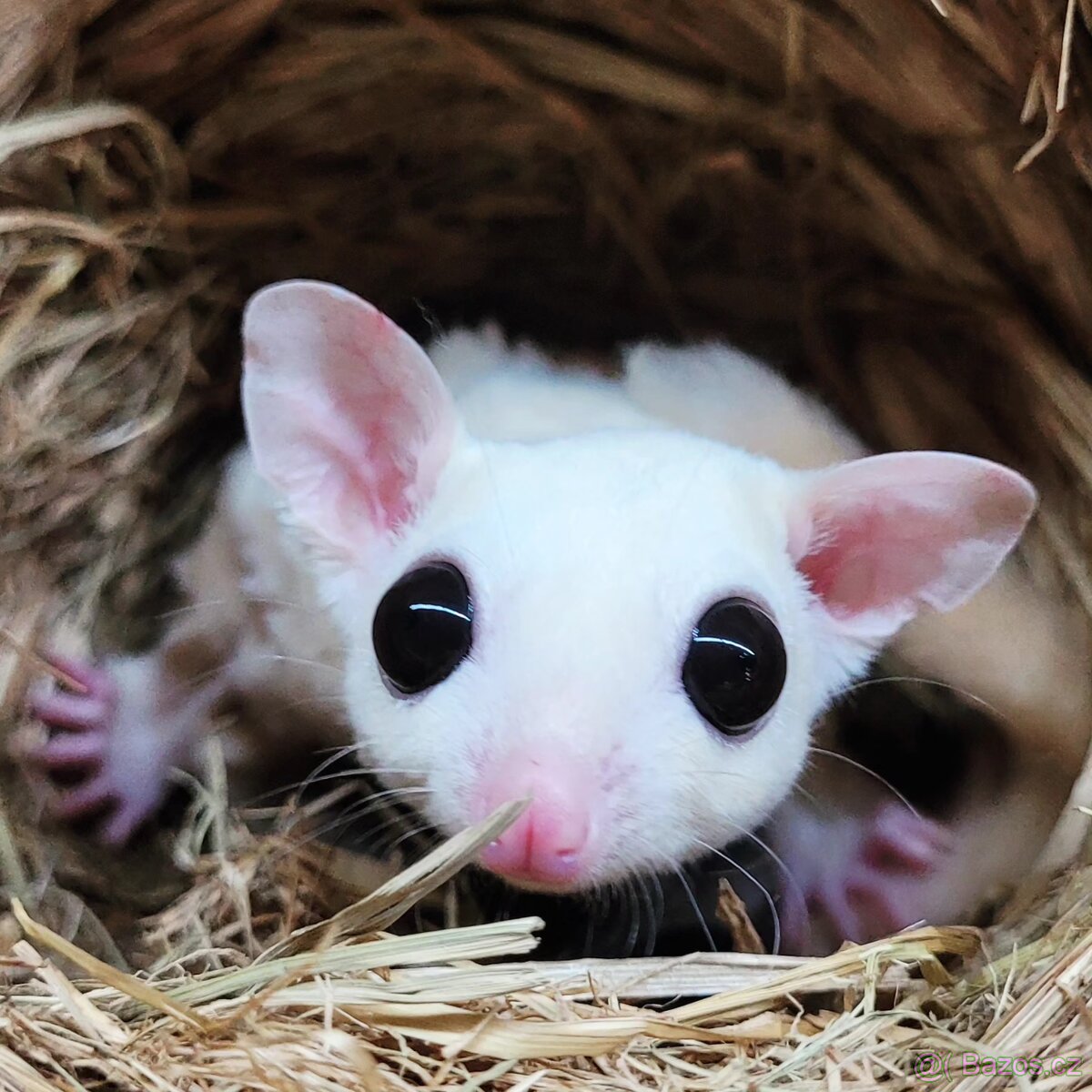 Vakoveverka letavá - 5